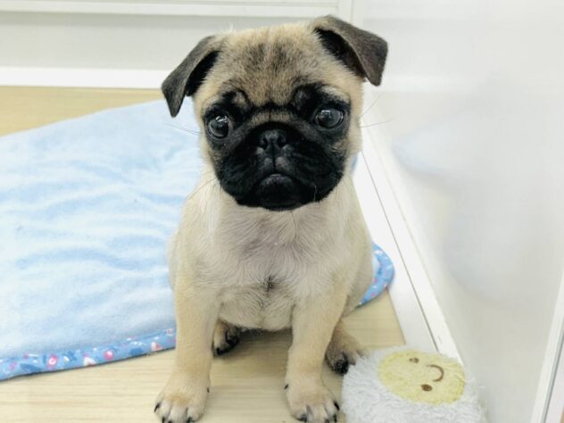 岡山県のパグ (アミーゴ水島店/2025年10月8日生まれ/女の子/フォーン)の子犬の3枚目の画像