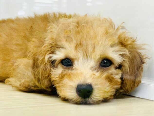 岡山県のトイプードル(トイ) (アミーゴ水島店/2025年10月5日生まれ/女の子/レッド)の子犬の2枚目の画像