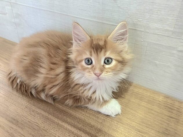 山形県のメインクーン (アミーゴ米沢店/2025年10月19日生まれ/男の子/レッドタビーホワイト)の子猫の1枚目の画像