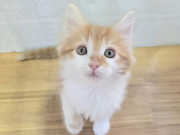 山形県のメインクーン (アミーゴ米沢店/2025年10月19日生まれ/女の子/レッドタビーホワイト)の子猫の1枚目の画像