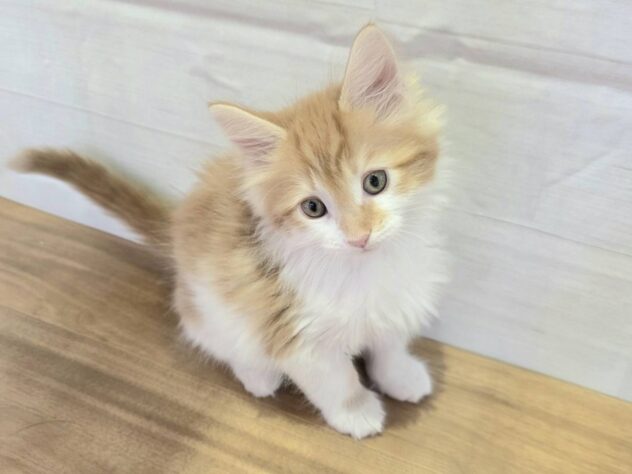 山形県のメインクーン (アミーゴ米沢店/2025年10月19日生まれ/女の子/レッドタビーホワイト)の子猫の2枚目の画像