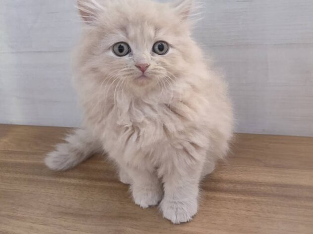 山形県のミヌエット (アミーゴ米沢店/2025年10月21日生まれ/女の子/クリーム)の子猫の2枚目の画像