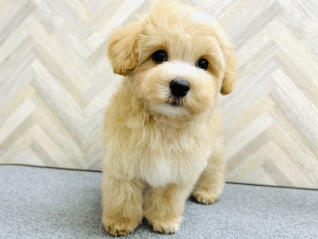 岡山県のハーフ犬・ミックス犬 (アミーゴ水島店/2025年10月19日生まれ/男の子/クリーム)の子犬の2枚目の画像