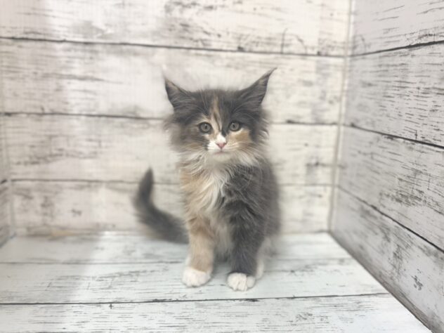 福島県のメインクーン (アミーゴいわき店/2025年10月22日生まれ/女の子/ブルーパッチドタビーホワイト)の子猫の1枚目の画像