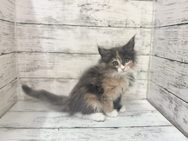 福島県のメインクーン (アミーゴいわき店/2025年10月22日生まれ/女の子/ブルーパッチドタビーホワイト)の子猫の2枚目の画像