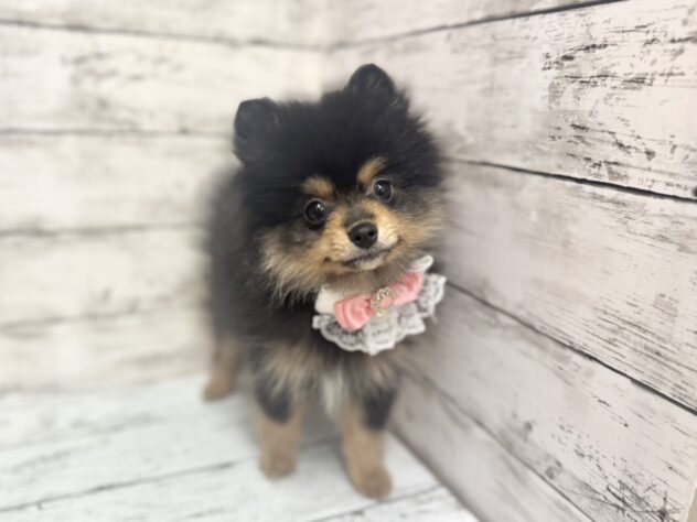 福島県のポメラニアン (アミーゴいわき店/2025年10月14日生まれ/女の子/ブラックタン)の子犬の1枚目の画像