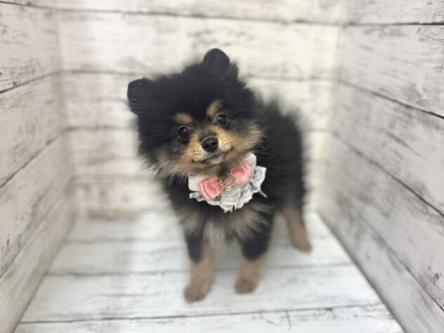 福島県のポメラニアン (アミーゴいわき店/2025年10月14日生まれ/女の子/ブラックタン)の子犬の2枚目の画像