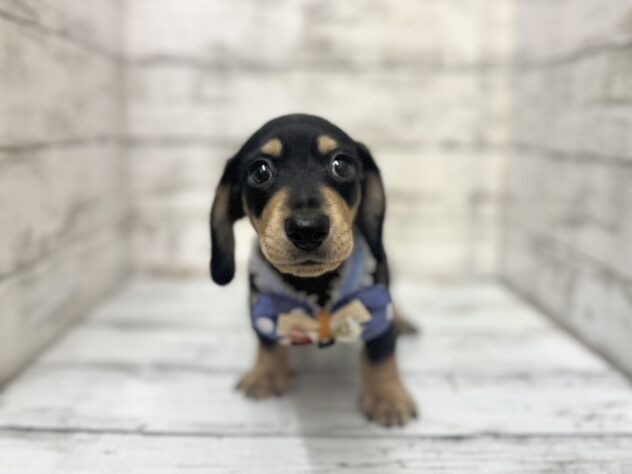 福島県のミニチュアダックスフンド(ロング) (アミーゴいわき店/2025年10月20日生まれ/男の子/ブラックタン)の子犬の2枚目の画像