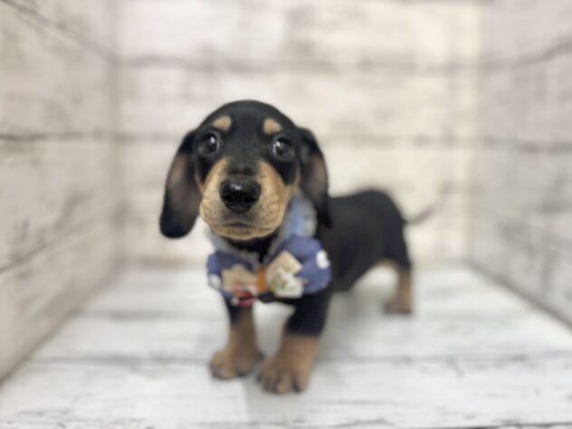 福島県のミニチュアダックスフンド(ロング) (アミーゴいわき店/2025年10月20日生まれ/男の子/ブラックタン)の子犬の1枚目の画像