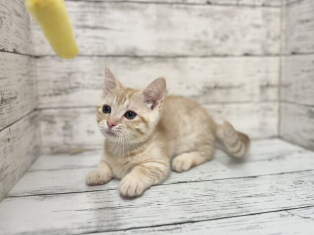 福島県のマンチカン (アミーゴいわき店/2025年9月20日生まれ/男の子/レッドマッカレルタビー)の子猫の3枚目の画像