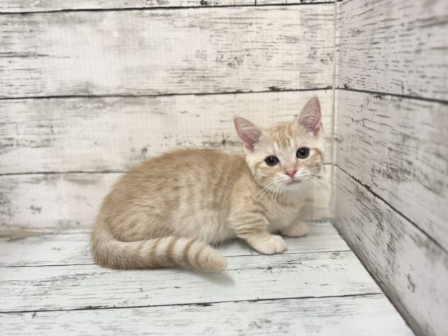 福島県のマンチカン (アミーゴいわき店/2025年9月20日生まれ/男の子/レッドマッカレルタビー)の子猫の2枚目の画像