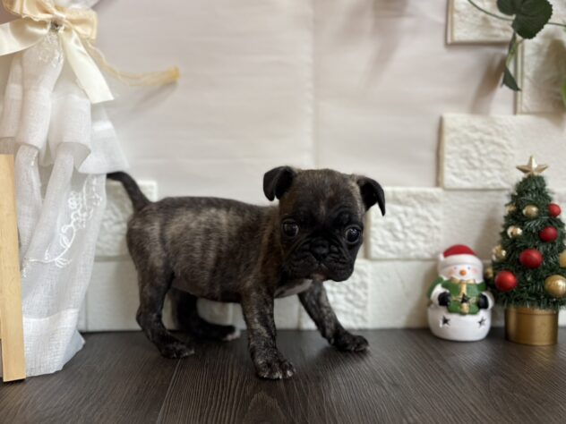 宮城県のハーフ犬・ミックス犬 (アミーゴ古川駅前店/2025年10月26日生まれ/女の子/ブリンドル)の子犬の2枚目の画像