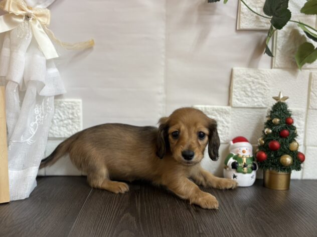 宮城県のミニチュアダックスフンド(ロング) (アミーゴ古川駅前店/2025年10月27日生まれ/女の子/レッド)の子犬の2枚目の画像