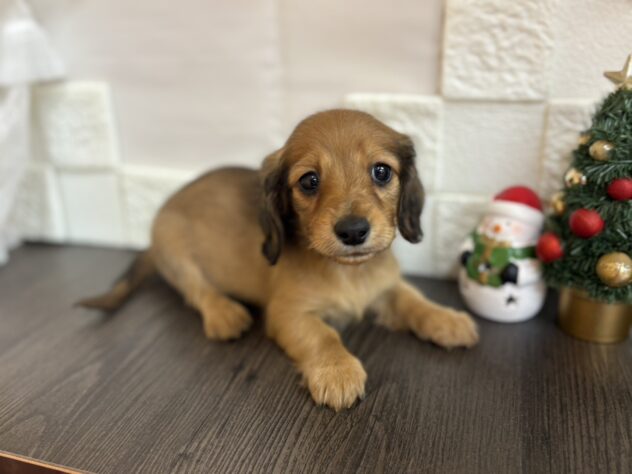 宮城県のミニチュアダックスフンド(ロング) (アミーゴ古川駅前店/2025年10月27日生まれ/女の子/レッド)の子犬の1枚目の画像