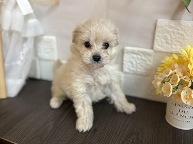 宮城県のハーフ犬・ミックス犬 (アミーゴ古川駅前店/2025年10月28日生まれ/男の子/ホワイト)の子犬