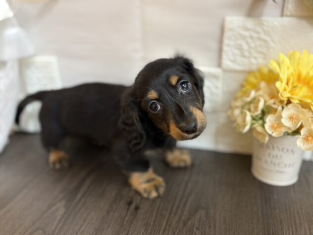 宮城県のミニチュアダックスフンド(ロング) (アミーゴ古川駅前店/2025年10月28日生まれ/男の子/ブラックタン)の子犬