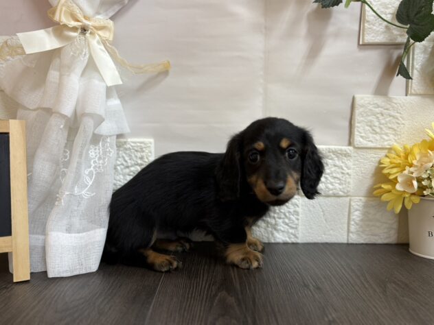 宮城県のミニチュアダックスフンド(ロング) (アミーゴ古川駅前店/2025年10月28日生まれ/男の子/ブラックタン)の子犬の2枚目の画像