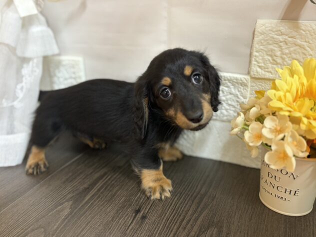 宮城県のミニチュアダックスフンド(ロング) (アミーゴ古川駅前店/2025年10月28日生まれ/男の子/ブラックタン)の子犬