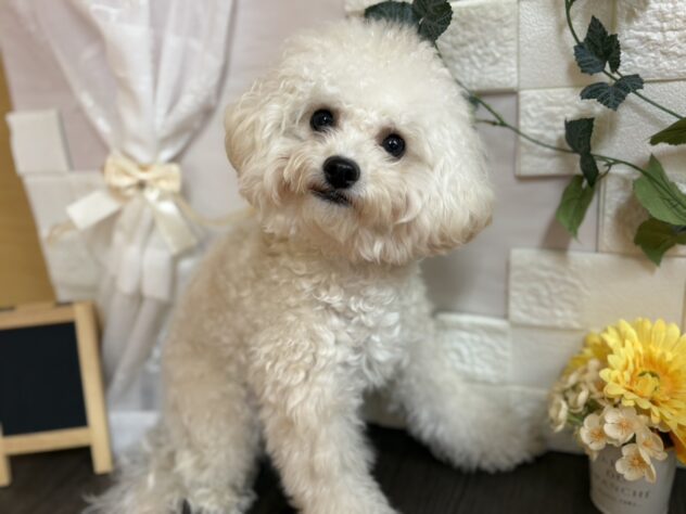 宮城県のハーフ犬・ミックス犬 (アミーゴ古川駅前店/2025年1月12日生まれ/男の子/アプリコット)の子犬