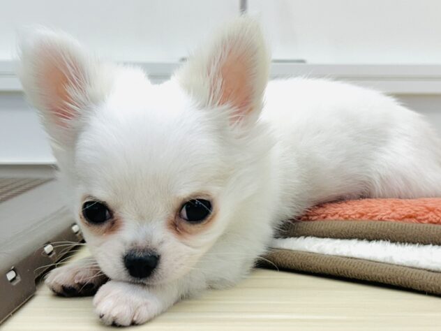 岡山県のチワワ(ロング) (アミーゴ水島店/2025年10月22日生まれ/女の子/クリームホワイト)の子犬の4枚目の画像