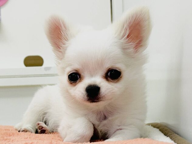 岡山県のチワワ(ロング) (アミーゴ水島店/2025年10月22日生まれ/女の子/クリームホワイト)の子犬の1枚目の画像