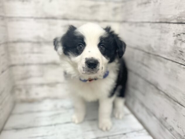 福島県のボーダーコリー (アミーゴいわき店/2025年10月29日生まれ/男の子/ブラックホワイト)の子犬の1枚目の画像