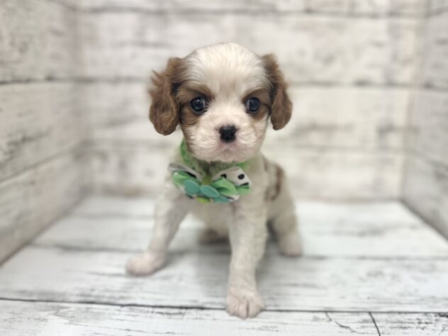 福島県のキャバリアキングチャールズスパニエル (アミーゴいわき店/2025年10月28日生まれ/男の子/ブレンハイム)の子犬の1枚目の画像