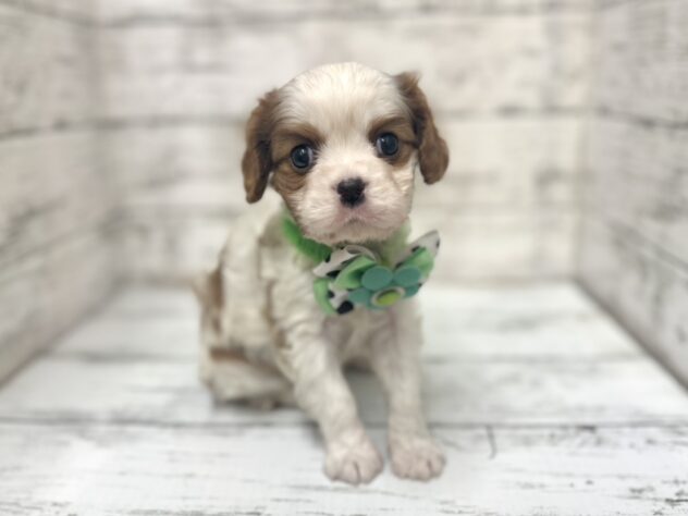 福島県のキャバリアキングチャールズスパニエル (アミーゴいわき店/2025年10月28日生まれ/男の子/ブレンハイム)の子犬の2枚目の画像