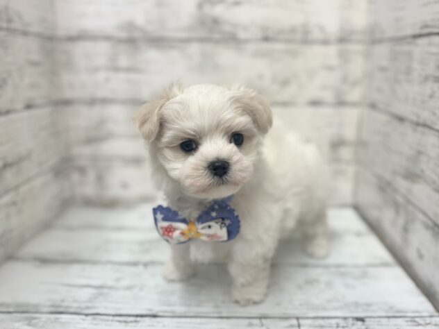 福島県のマルチーズ (アミーゴいわき店/2025年10月27日生まれ/男の子/ホワイト)の子犬の2枚目の画像
