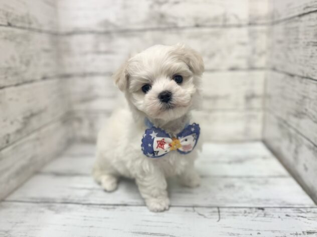 福島県のマルチーズ (アミーゴいわき店/2025年10月27日生まれ/男の子/ホワイト)の子犬の1枚目の画像