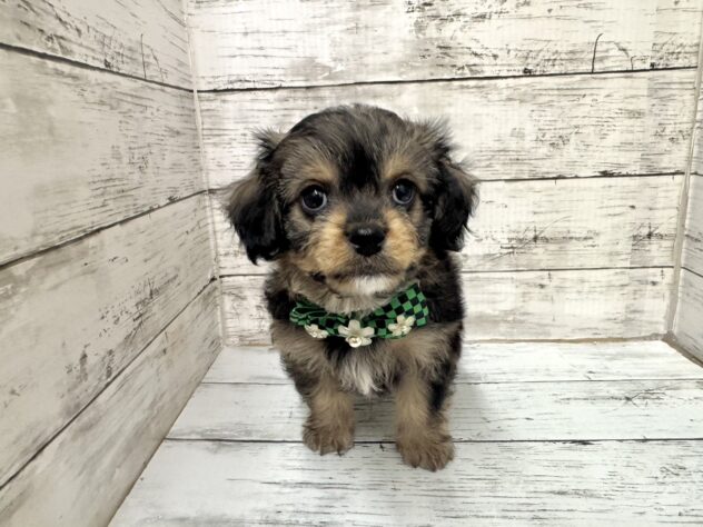 福島県のハーフ犬・ミックス犬 (アミーゴいわき店/2025年10月24日生まれ/男の子/02 レッド系)の子犬の2枚目の画像