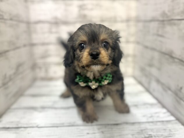 福島県のハーフ犬・ミックス犬 (アミーゴいわき店/2025年10月24日生まれ/男の子/02 レッド系)の子犬の1枚目の画像