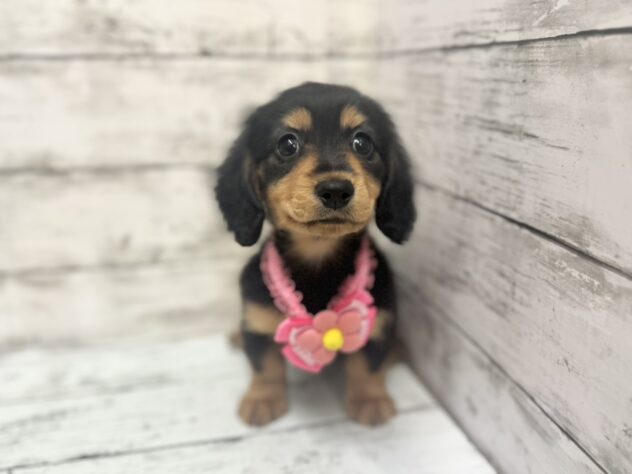 福島県のミニチュアダックスフンド(ロング) (アミーゴいわき店/2025年10月28日生まれ/女の子/ブラックタン)の子犬の1枚目の画像