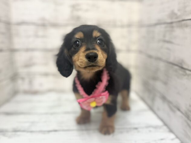 福島県のミニチュアダックスフンド(ロング) (アミーゴいわき店/2025年10月28日生まれ/女の子/ブラックタン)の子犬の2枚目の画像