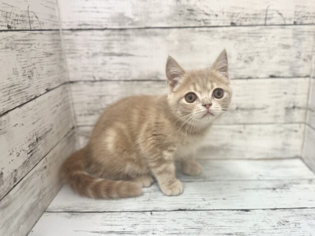 福島県のエキゾチック (アミーゴいわき店/2025年10月16日生まれ/男の子/クリームタビー)の子猫の2枚目の画像