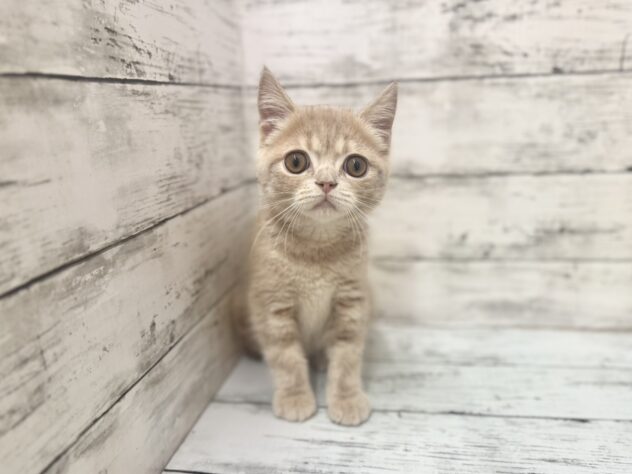 福島県のエキゾチック (アミーゴいわき店/2025年10月16日生まれ/男の子/クリームタビー)の子猫の1枚目の画像