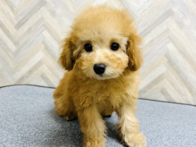 岡山県のトイプードル(トイ) (アミーゴ水島店/2025年10月5日生まれ/女の子/レッド)の子犬の3枚目の画像