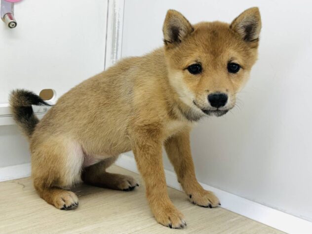 岡山県の豆柴 (アミーゴ水島店/2025年10月10日生まれ/女の子/赤)の子犬の1枚目の画像