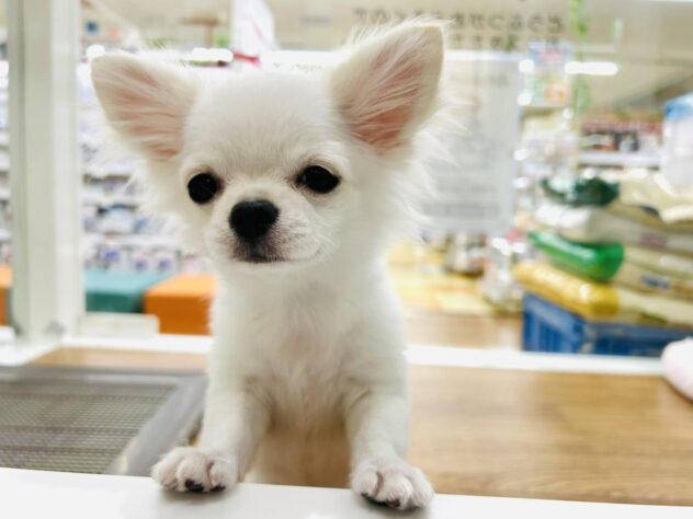 岡山県のチワワ(ロング) (アミーゴ水島店/2025年10月22日生まれ/女の子/クリームホワイト)の子犬の1枚目の画像