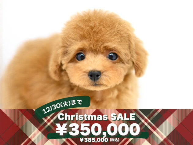 岡山県のトイプードル(トイ) (アミーゴ大安寺店/2025年9月11日生まれ/女の子/レッドフォーン)の子犬の1枚目の画像