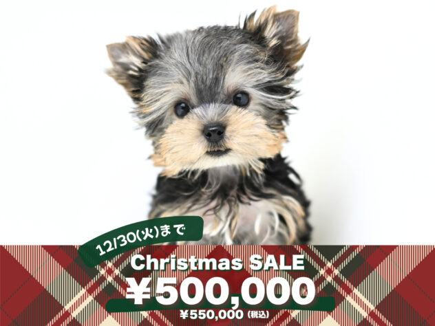 岡山県のヨークシャーテリア (アミーゴ大安寺店/2025年9月28日生まれ/女の子/スチールブルータン)の子犬の1枚目の画像