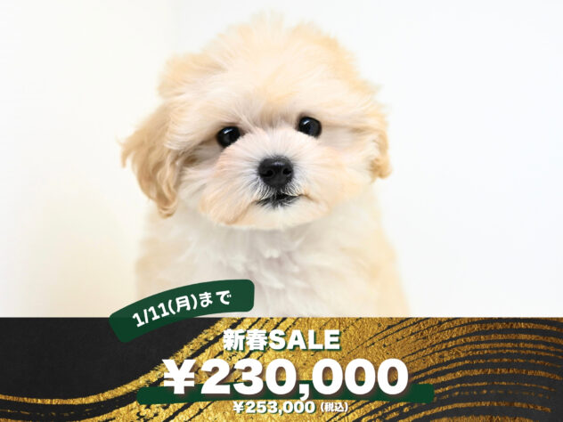 岡山県のハーフ犬・ミックス犬 (アミーゴ大安寺店/2025年8月26日生まれ/女の子/クリーム)の子犬の1枚目の画像