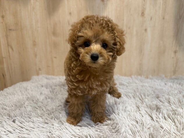茨城県のトイプードル(トイ) (アミーゴ神栖店/2025年10月1日生まれ/女の子/アプリコット)の子犬