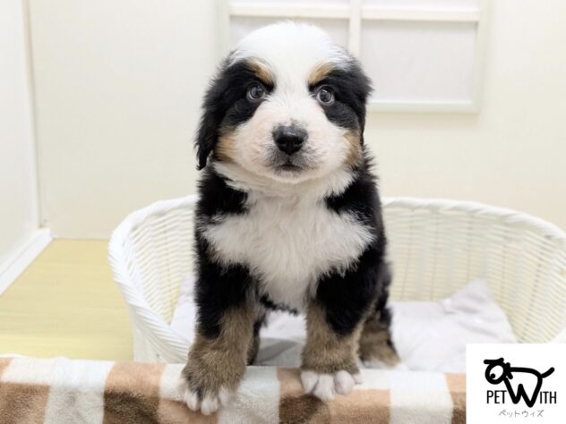 福島県のバーニーズマウンテンドッグ (アミーゴ会津若松店/2025年10月27日生まれ/女の子/ブラックラストホワイト)の子犬