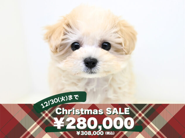 岡山県のハーフ犬・ミックス犬 (アミーゴ大安寺店/2025年9月22日生まれ/女の子/クリーム)の子犬の1枚目の画像