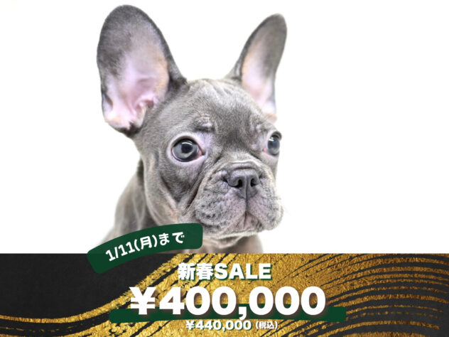 岡山県のフレンチブルドッグ (アミーゴ大安寺店/2025年5月12日生まれ/女の子/ブルータン)の子犬の1枚目の画像