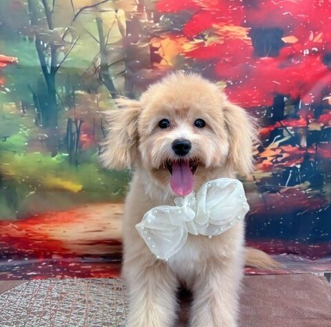 茨城県のハーフ犬・ミックス犬 (アミーゴ神栖店/2025年7月12日生まれ/男の子/アプリコットホワイト)の子犬