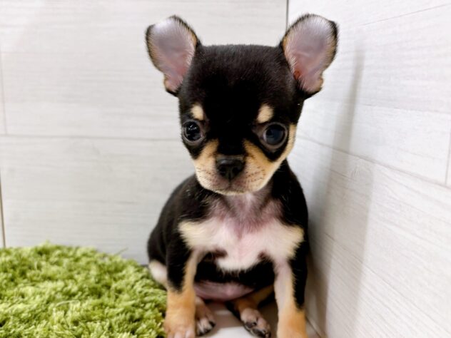 197367チワワ | ペットワールド アミーゴ