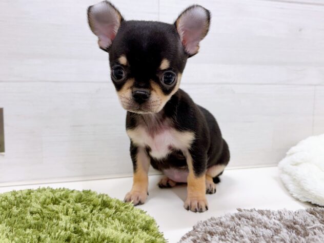 197367チワワ | ペットワールド アミーゴ