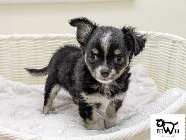 福島県のチワワ(ロング) (アミーゴ会津若松店/2025年10月25日生まれ/男の子/ブラックタンホワイト)の子犬